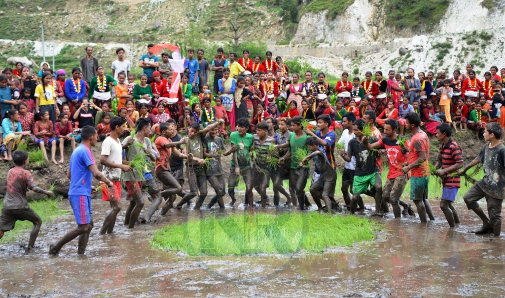 बाजुरामा रोपाईको चटारो, ३० प्रतिशत रोपाई सम्पन्न