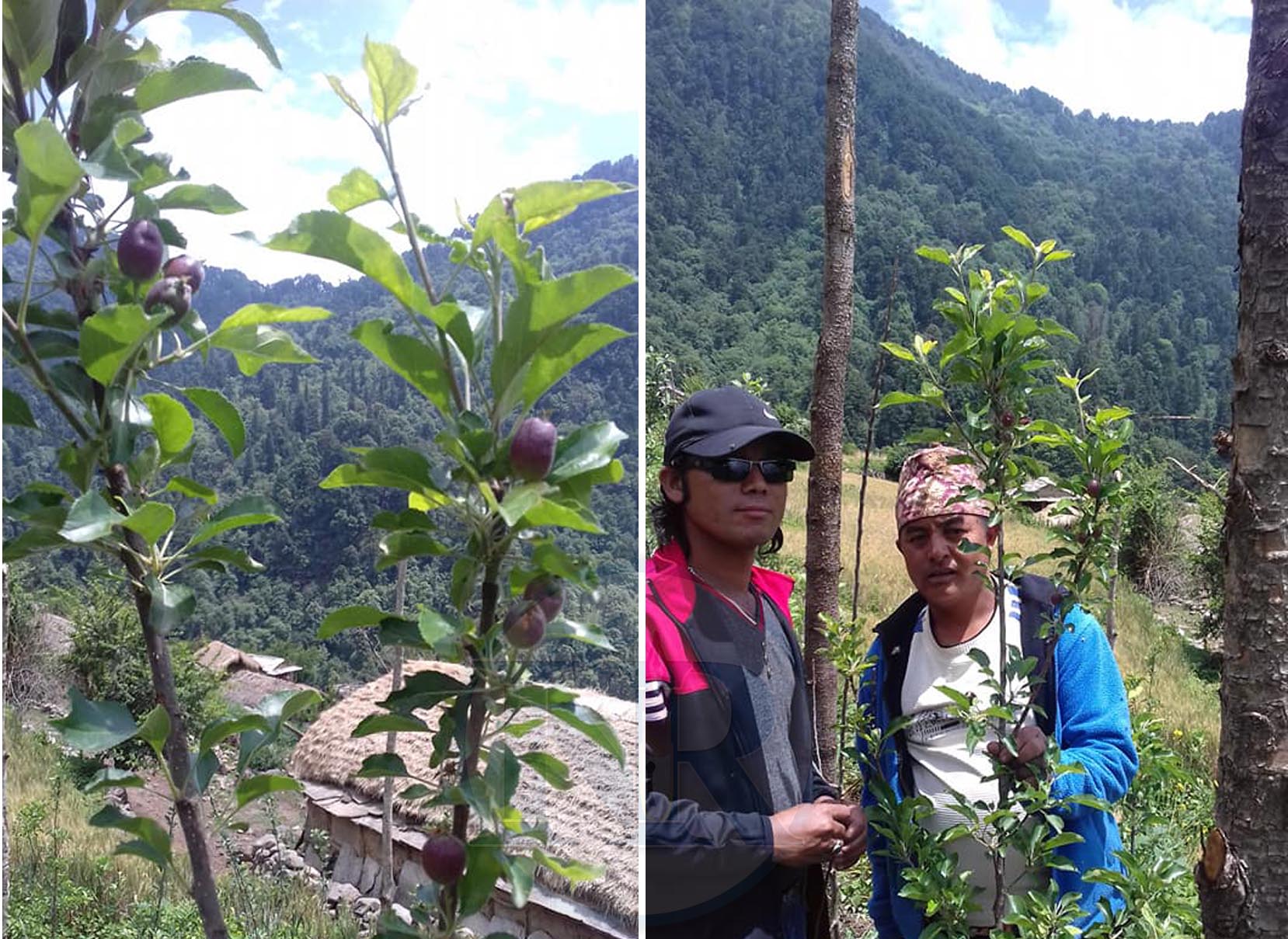 गौमुलको अन्द्राडीमा परिक्षणको लागि रोपिएको स्याउ फल्न सुरु