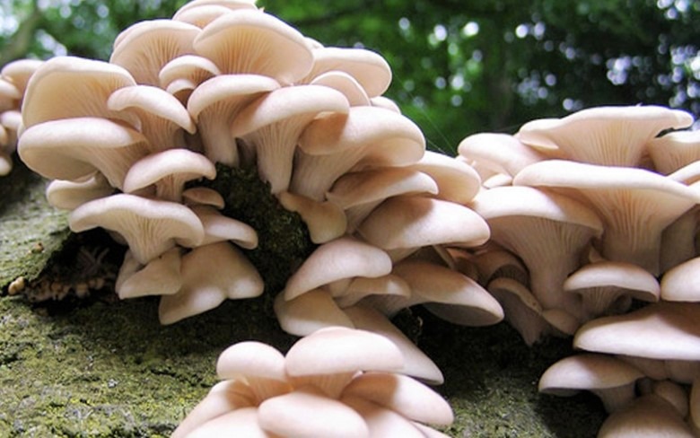 च्याउ खाएर बिरामी परेकाको अवस्था गम्भीर