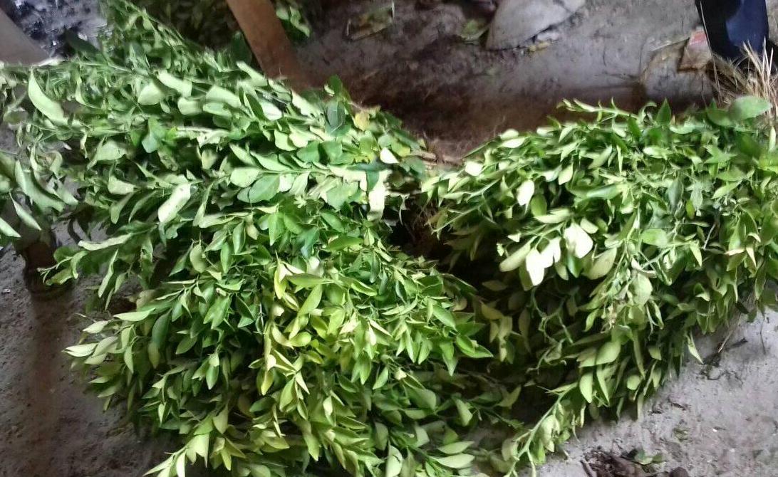 गौमुल गाउँपालिकाका कृषकलाई फुलफुका विरुवा वितरण