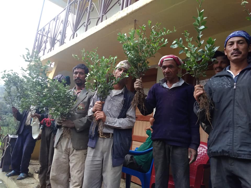 बडीमालिका ७ का कृषकहरुलाई कागतिका विरुवा वितरण