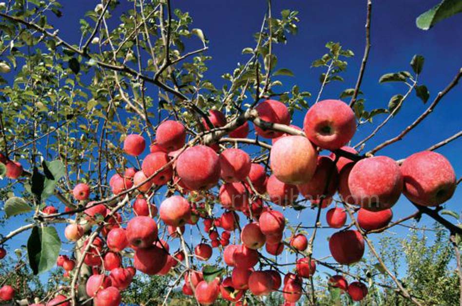 मुस्ताङमा आजदेखि स्याउ टिप्न सुरु