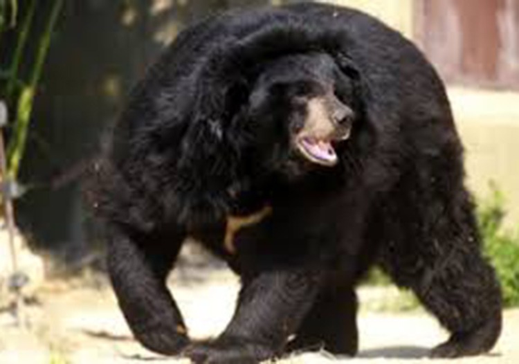 बाजुरामा भालुको आक्रमणबाट एकै किसानका २५ बाख्रा मरे