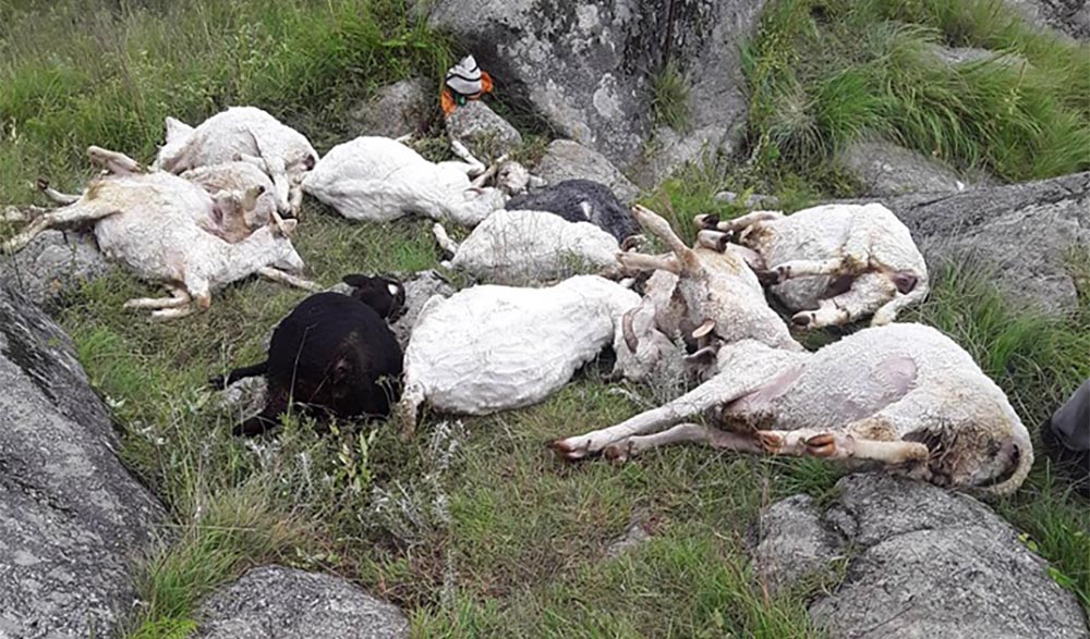 हिमपात र वर्षाले हुम्लामा ५० वटा भेडाबाख्रा मरे