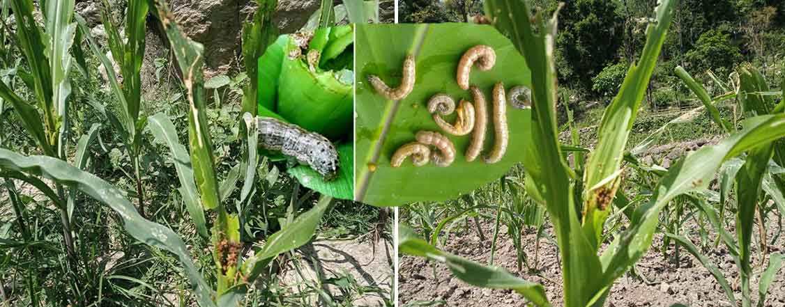 मकै सखाप पार्ने फौजी किरा तरकारीमा