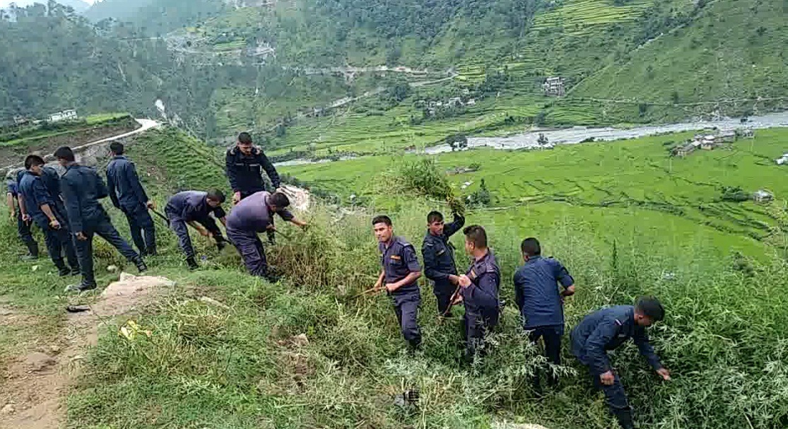 प्रहरीद्वारा  ५ महिनामा ५ सय रोपनीकाे  गाँजा नष्ट