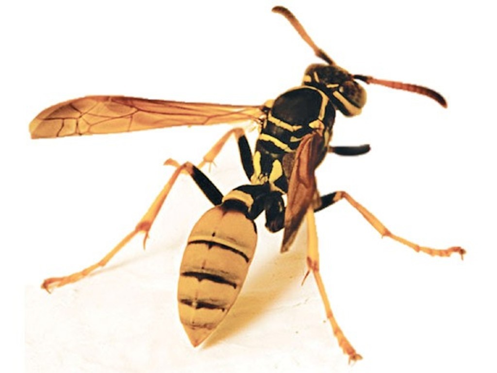 अरिंगालको टोकाइबाट अछाममा एक वृद्धको ज्यान गयाे