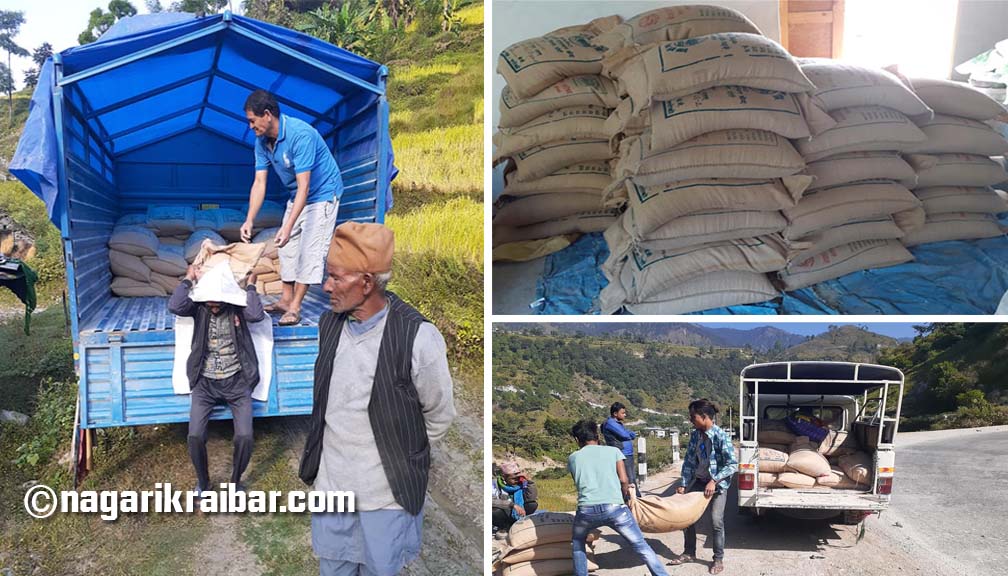 कृषकहरुलाई उन्नत जातको गहुँको विऊ वितरण गरिदै