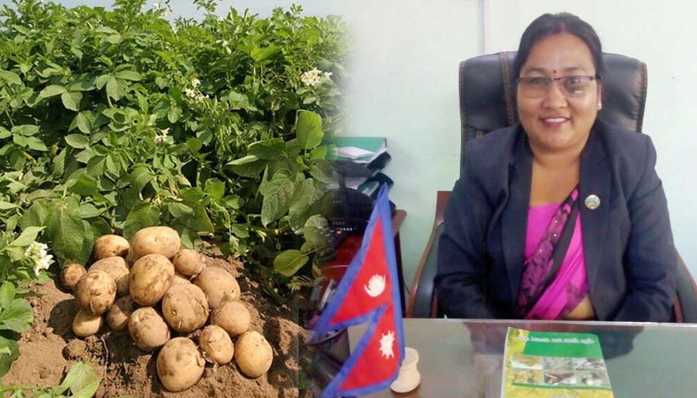 आलु महोत्सवको उद्धघाटन सहकारी मन्त्री चौधरीले गर्ने