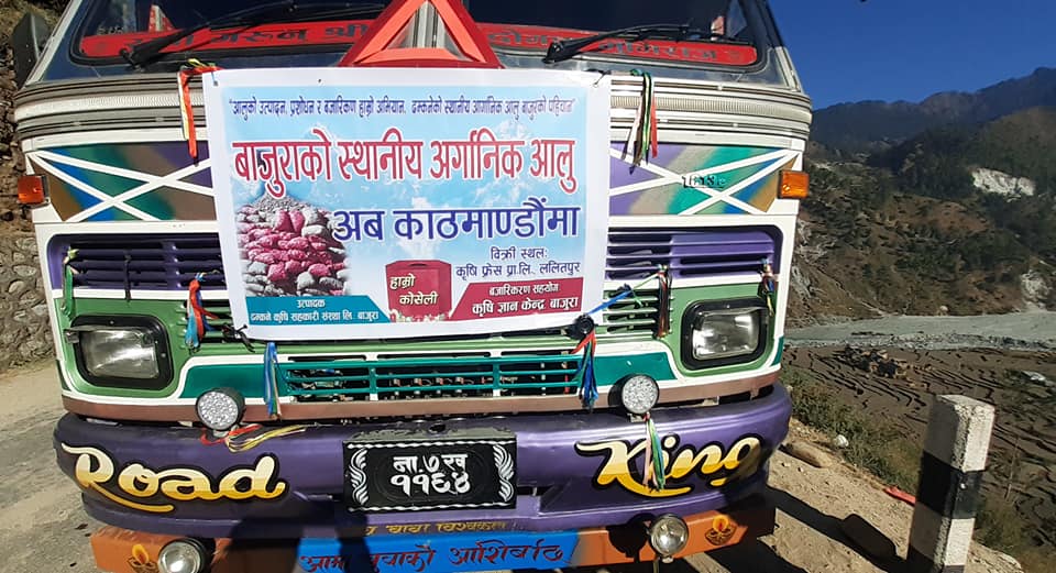 बाजुराको आलु पहिलोपटक राजधानी काठमाण्डौं पठाईयो