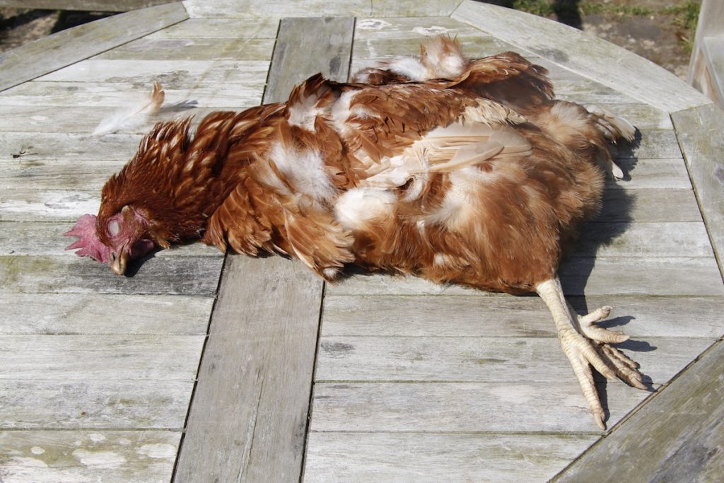 बैतडीमा मरेको कुखुराको मासु खाँदा किशोरीको मृत्यु, ९ जना बिरामी