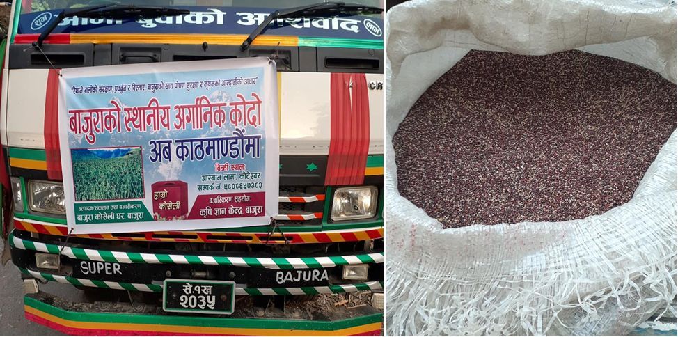 कृषि ज्ञान केन्द्र बाजुराले आलु पछि कोदोको बजारीकरण गर्दै