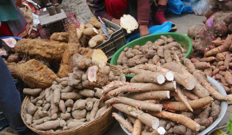 माघे संक्रान्ति यसकारण मनाउन थालियो, खानैपर्छ : चाकु, तिलौरा, तरुल र घ्यू