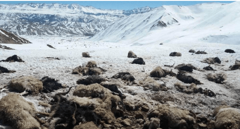 हिमालीमा हिउँपहिरोमा परेर ९ बाख्रा मरे, १४ वेपत्ता