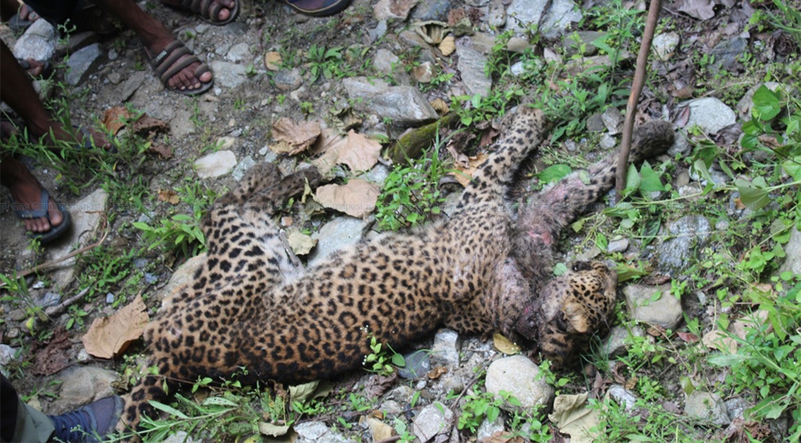पोरखे लेखमा मृत अवस्थामा चितुवा भेटियो
