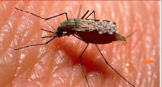 जगन्नाथमा भेटियाे १७ महिने बालकमा कालाजार