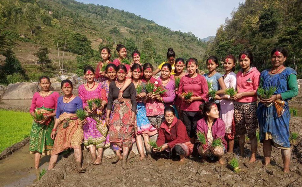 अछाममा सुरु भयो रोपाइँ