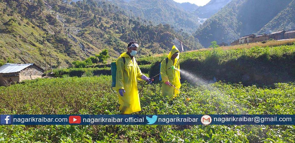 आलुमा डढुवाको प्रकोप देखिएपछि ढुसीनाशक विषादी छर्किदै