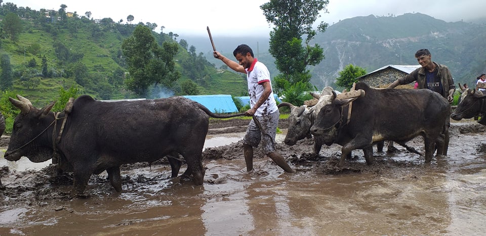 बाजुराको रोपाई महोत्सव यस्तो थियो हेर्नुस् ( फोटो फिचर)