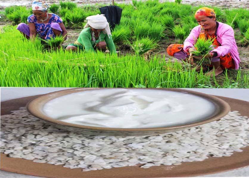 आज धान दिवस : दही चिउरा खाएर मनाइदै