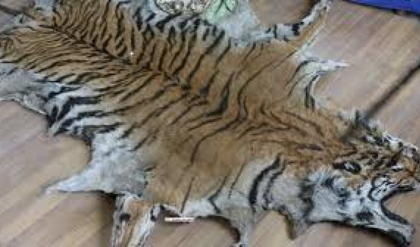 बाजुरामा बाघको छालासहित तीन जना पक्राउ