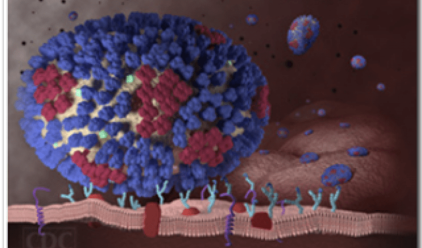 चीनमा भेटियो फेरी अर्को भाइरस, महामारी ल्याउन सक्ने