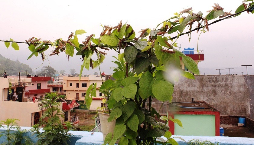 नेपालमा पहाड चढ्दै सलह कीरा, कति गर्छ क्षति ?