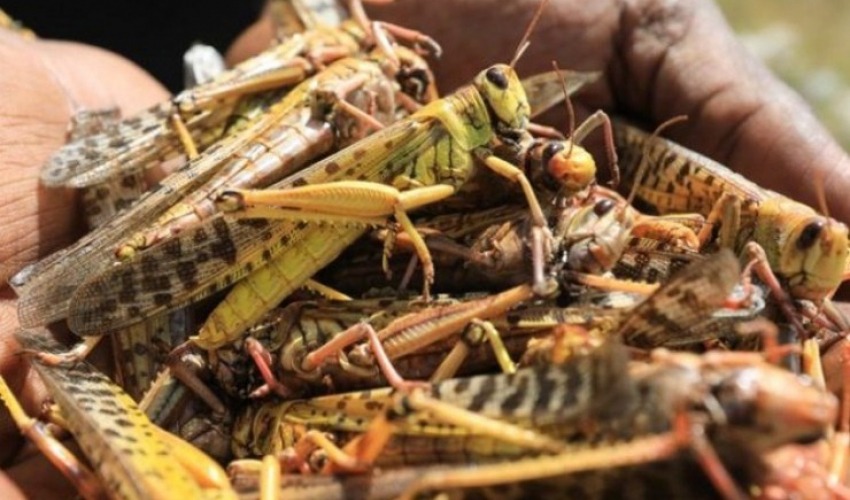 कैलाली पुग्यो सलह किरा