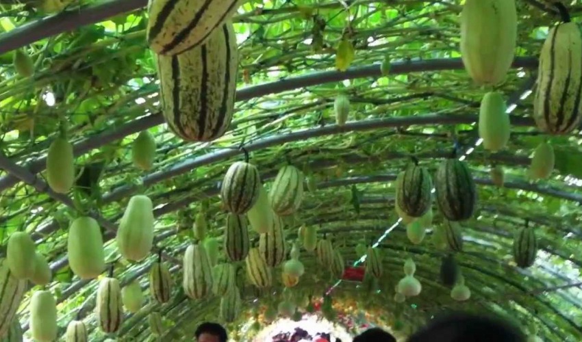 बन्दाबन्दीले सुदूरपश्चिम प्रदेशको कृषि क्षेत्रमा एक अर्बको क्षति