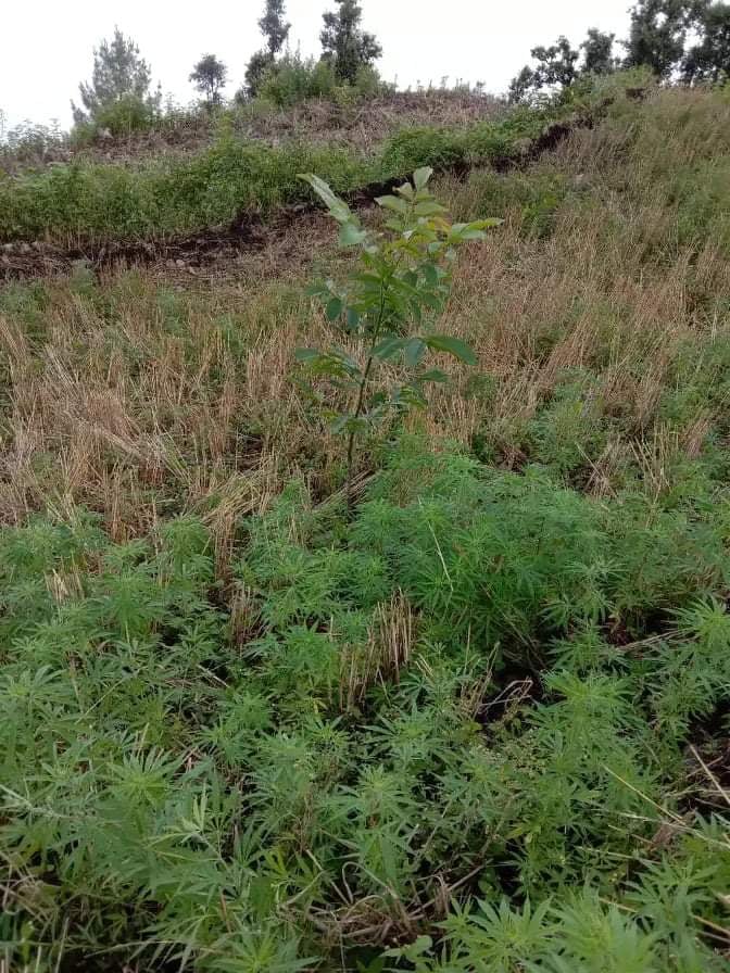 अविरल वर्षाले बाजुरामा गहुँवाली बोटमै उम्रिएर झर्न थाल्यो