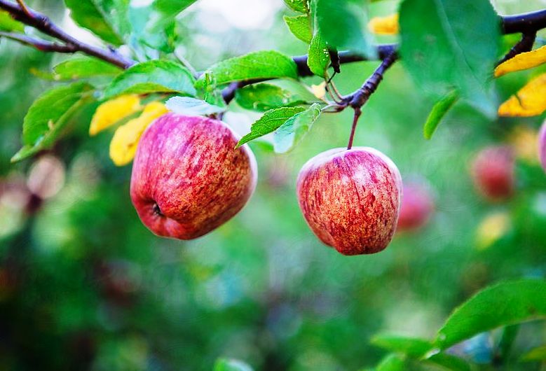 फलेन जुम्लामा स्याउ