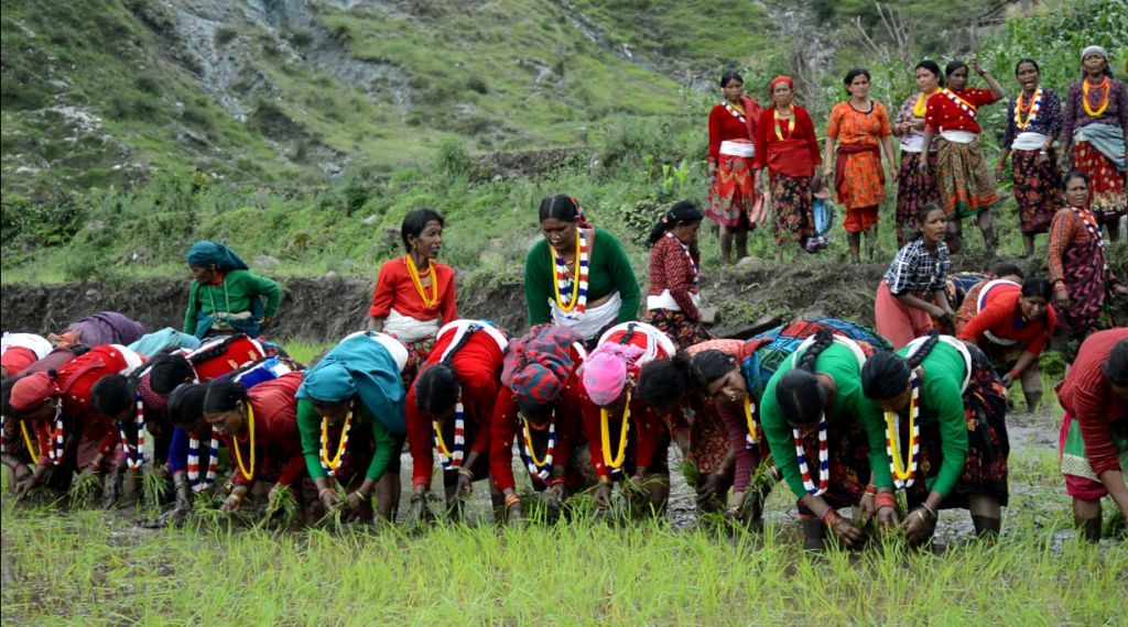 आज राष्ट्रिय धान दिवस, दही च्यूरा खाँदै रोपाइँ गरिँदै