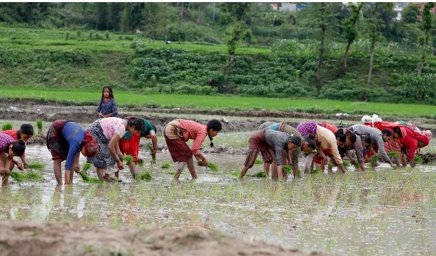 देशभर ६० प्रतिशत खेतमा रोपाइँ सकियो