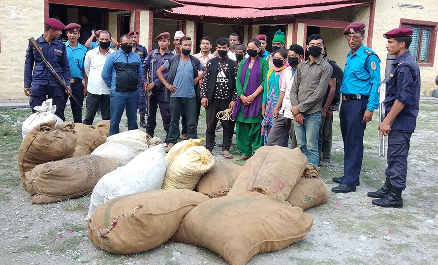 बिच्छँयाको बहुमूल्य जडीबुटी : तस्करीले सखाप