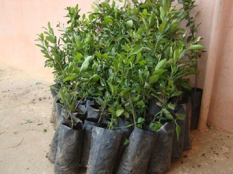 जागीरबाट अवकाश लिएपछि कागती खेतीतर्फ