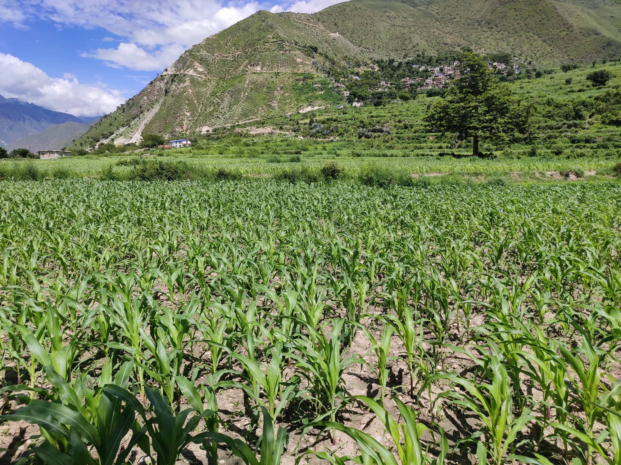 अमेरिकी फौजी किराले मकैवाली सखाप