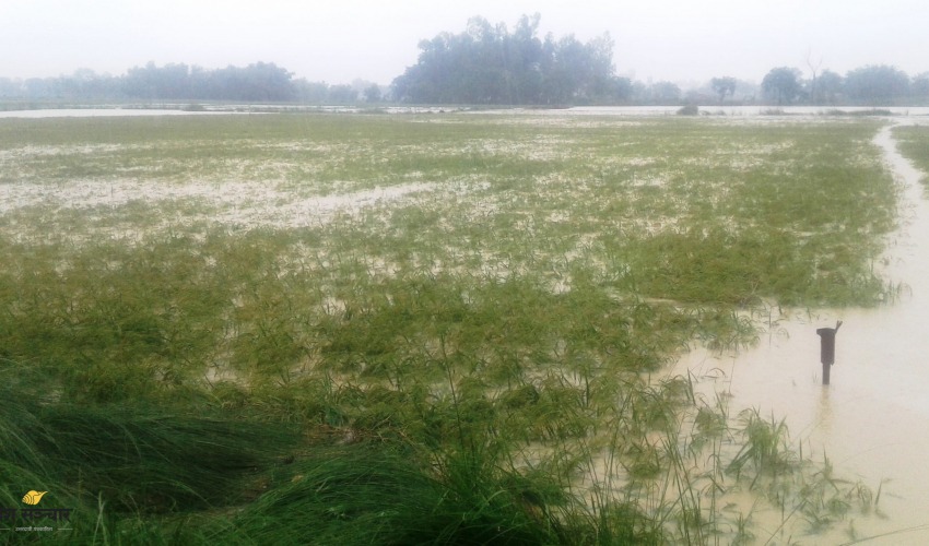 चार हजार हेक्टर धानबाली डुबान