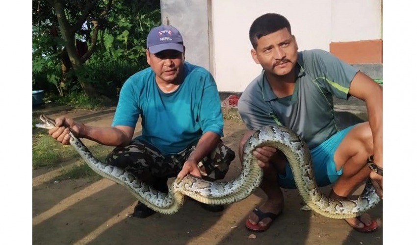 कञ्चनपुरमा स्थानीयको घरनजिकै अजिंगर फेला परेपछि..