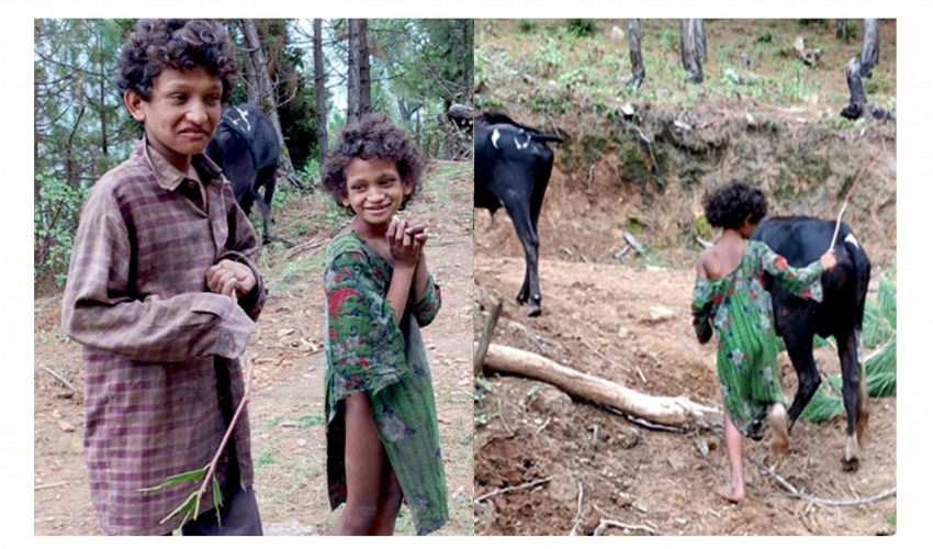 गरिबीको सजीव तस्बिर, घनघस्याको चिसो लेकमा नाङ्गा गोठाला