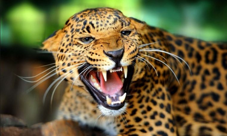 गोरखामा ४ वटा कुकुरले एउटा चितुवा मारे