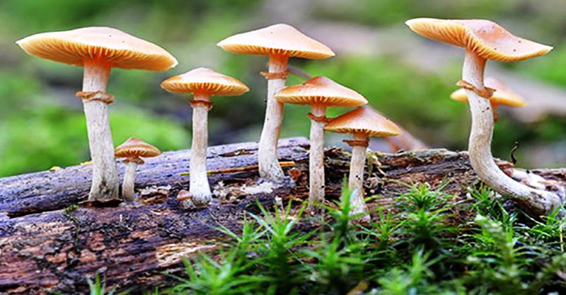 जङ्गली च्याउ खाँदा नौ जना बिरामी