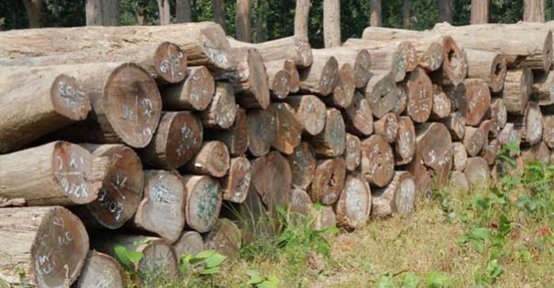 सुदूरपश्चिमकी सांसद जोशीका स्वकीय सचिवको घरबाट अवैध काठ बरामद