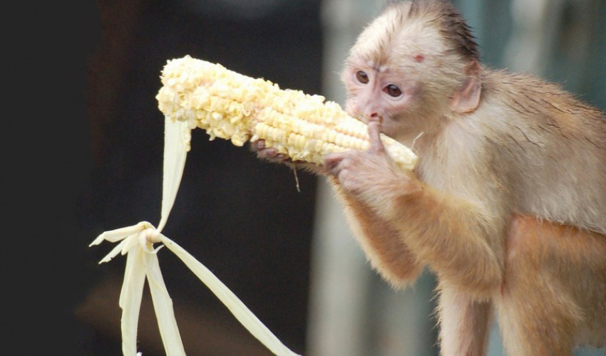 बैतडीमा जङ्गली जनावरले बालीनाली सखाप