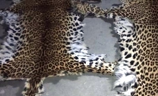 बझाङमा बाघको छाला र ९ किलो हड्डी सहित दाजुभाई पक्राउ