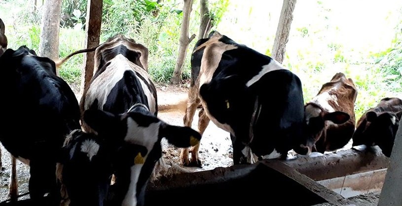 अर्घाखाँचीमा गाई–भैंसीलाई पनि सुत्केरी भत्ता !