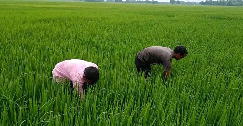 ओजोन तहको असुरक्षा नै बन्दैछ खाद्य संकटको कारण ?