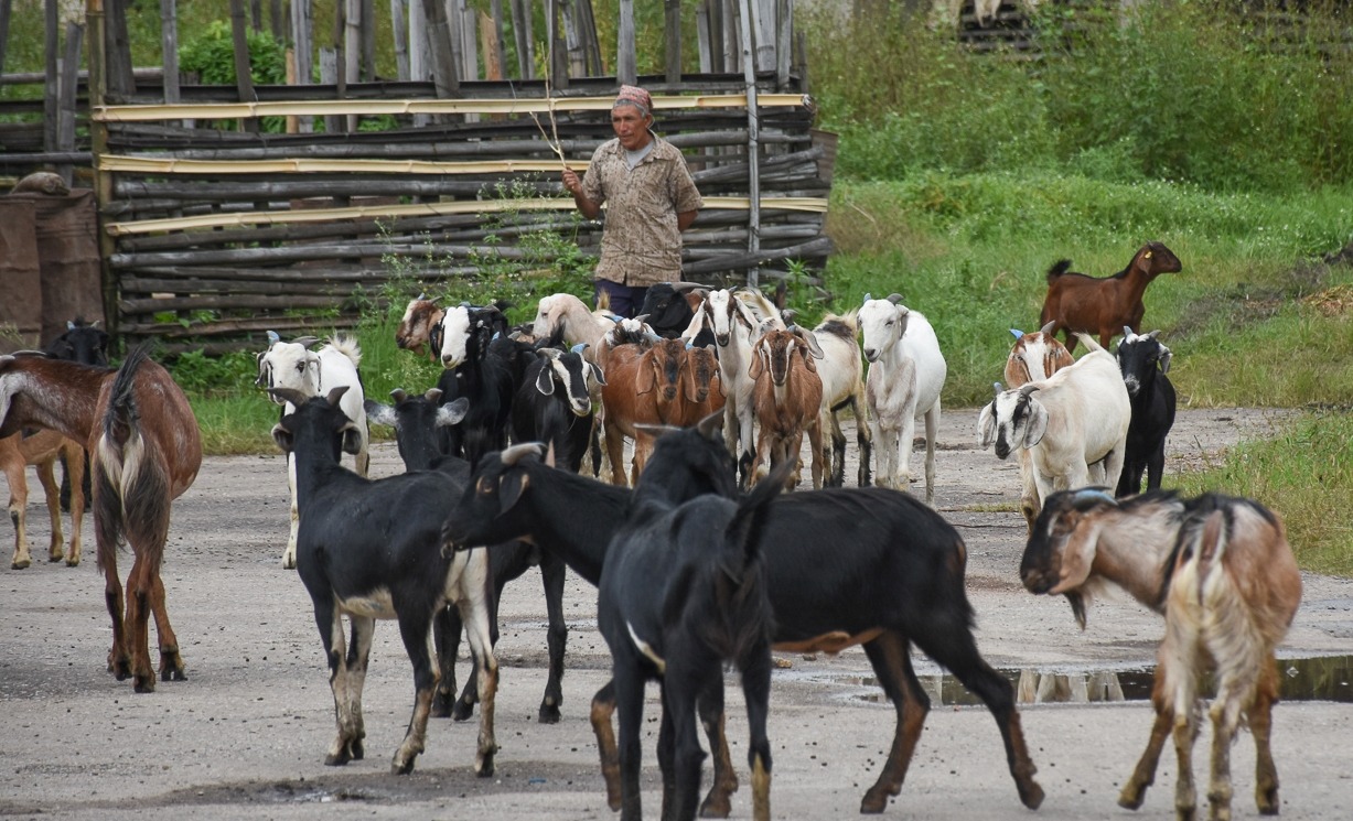 सहुलियत मूल्यमा खसी–बोका बिक्री सुरु