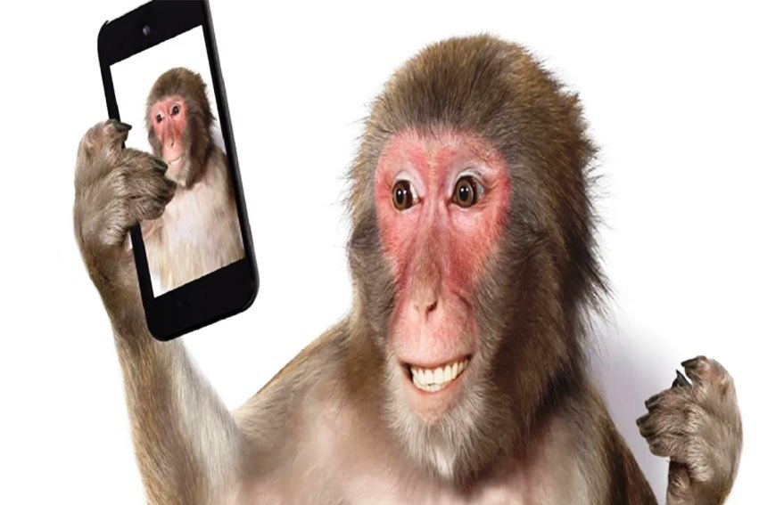हराएको मोबाइलमा भेटियो बाँदरको सेल्फी