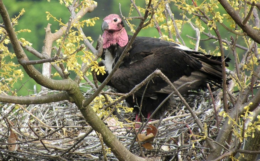 कञ्चनपुरमा भेटियो विश्वमै दुर्लभ सुन गिद्धको गुँड