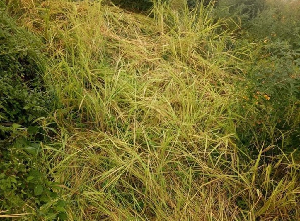 धानबालीमा जनावरको रजाँइ, किसान चिन्तामा